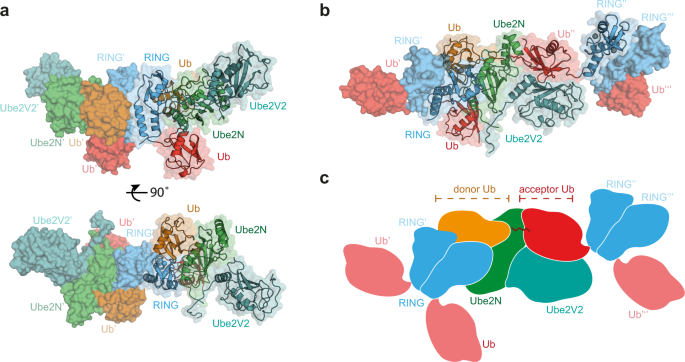 Ring Domains Act As Both Substrate And Enzyme In A Catalytic Arrangement To Drive Self Anchored Ubiquitination Nature Communications