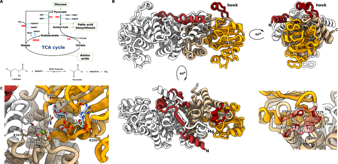 A rotary mechanism for allostery in bacterial hybrid malic enzymes