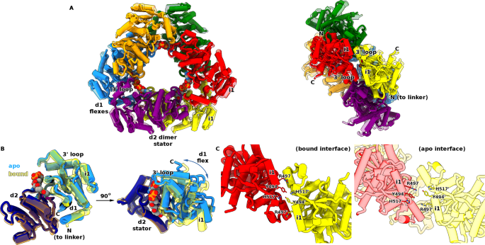 A rotary mechanism for allostery in bacterial hybrid malic enzymes