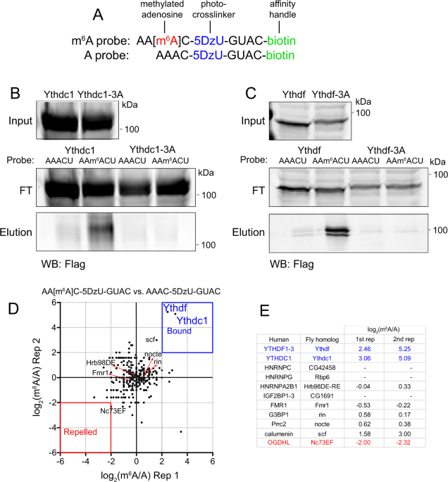 A Neural M 6 A Ythdf Pathway Is Required For Learning And Memory In Drosophila Nature Communications