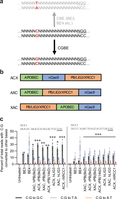 Programmable C:G to G:C genome editing with CRISPR-Cas9-directed ...