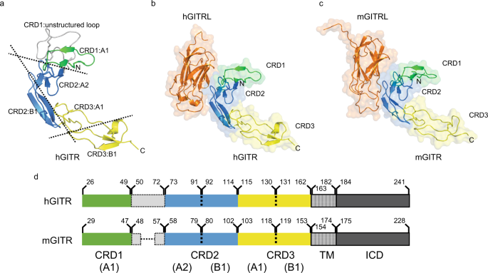 Structures Of Mouse And Human Gitr Gitrl Complexes Reveal Unique Tnf Superfamily Interactions Nature Communications