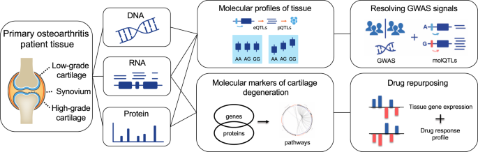 A Molecular Quantitative Trait Locus Map For Osteoarthritis Nature Communications