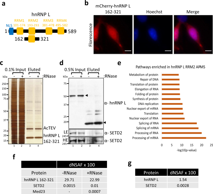 The Methyltransferase Setd2 Couples Transcription And Splicing By Engaging Mrna Processing Factors Through Its Shi Domain Nature Communications The Methyltransferase Setd2 Couples Transcription And Splicing By Engaging Mrna Processing Factors Through Its Shi Domain Nature Communications