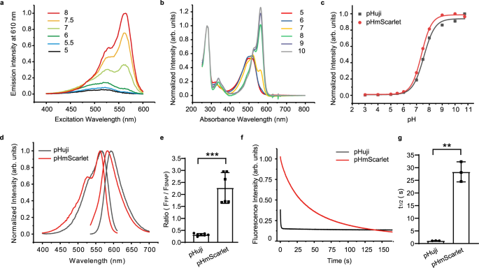 Phmscarlet Is A Ph Sensitive Red Fluorescent Protein To Monitor Exocytosis Docking And Fusion Steps Nature Communications