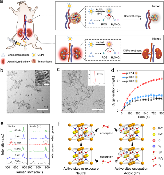 Catalytic Activity Tunable Ceria Nanoparticles Prevent Chemotherapy Induced Acute Kidney Injury Without Interference With Chemotherapeutics Nature Communications Catalytic Activity Tunable Ceria Nanoparticles Prevent Chemotherapy Induced Acute Kidney Injury Without Interference With Chemotherapeutics Nature Communications