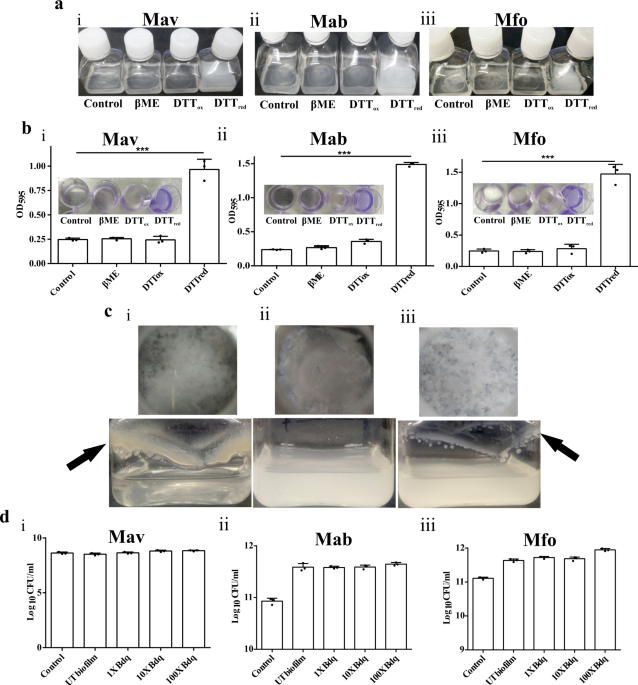 Biofilm formation in the lung contributes to virulence and drug tolerance  of Mycobacterium tuberculosis | Nature Communications