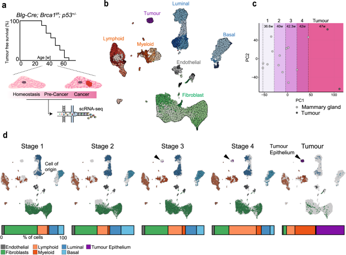 Time-resolved single-cell analysis of Brca1 associated mammary  tumourigenesis reveals aberrant differentiation of luminal progenitors |  Nature Communications