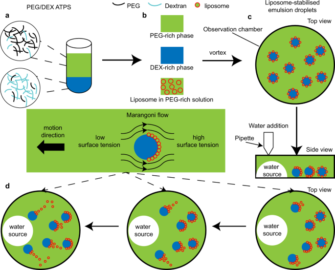 Engineering Motile Aqueous Phase Separated Droplets Via Liposome Stabilisation Nature Communications