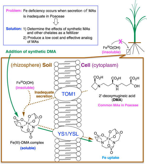 Development Of A Mugineic Acid Family Phytosiderophore Analog As An Iron Fertilizer Nature Communications