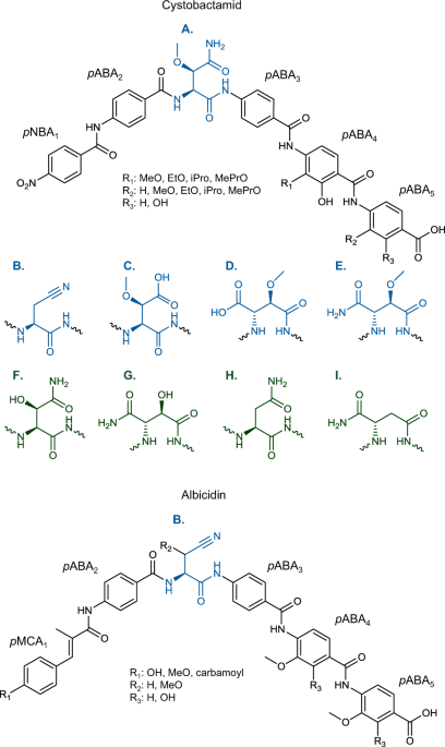 In vivo and in vitro reconstitution of unique key steps in cystobactamid  antibiotic biosynthesis | Nature Communications