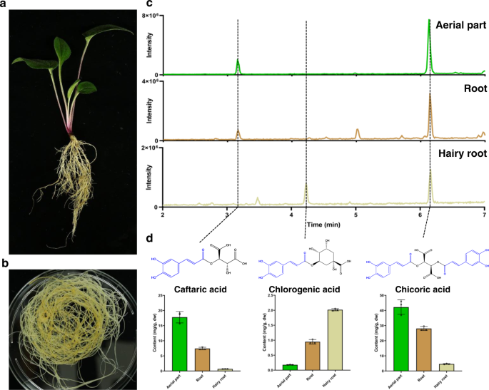 Versatility In Acyltransferase Activity Completes Chicoric Acid Biosynthesis In Purple Coneflower Nature Communications