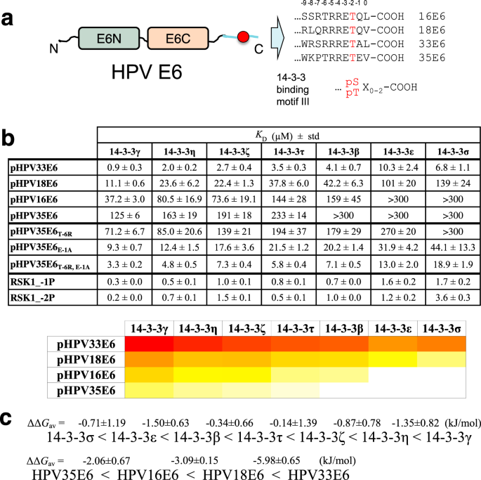 Hierarchized Phosphotarget Binding By The Seven Human 14 3 3 Isoforms Nature Communications Hierarchized Phosphotarget Binding By The Seven Human 14 3 3 Isoforms Nature Communications