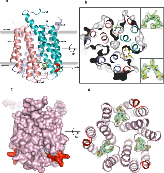 glutathione crystal structure structures of human MGST2 reveal synchronized conformational changes regulating catalysis hair growth serum that works Foods to Boost Glutathione Form & Size:Sublingual Tablet (100 mg) Box 30's