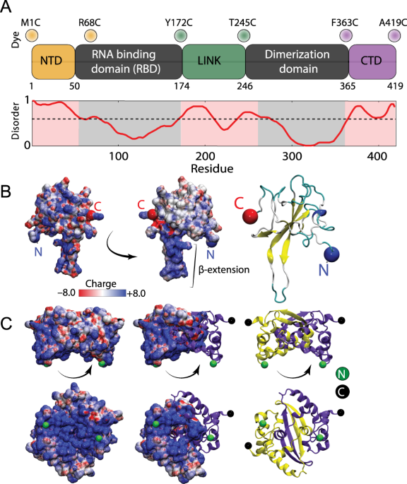 The Sars Cov 2 Nucleocapsid Protein Is Dynamic Disordered And Phase Separates With Rna Nature Communications