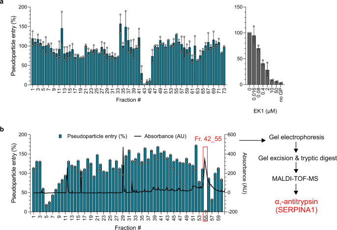 Alpha 1 Antitrypsin Inhibits Tmprss2 Protease Activity And Sars Cov 2 Infection Nature Communications