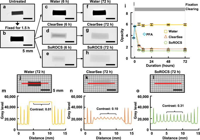 Revealing 3d Structure Of Gluten In Wheat Dough By Optical Clearing Imaging Nature Communications
