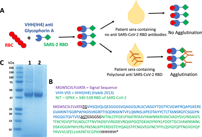 A Haemagglutination Test For Rapid Detection Of Antibodies To Sars Cov 2 Nature Communications