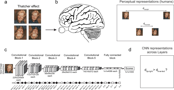 Qualitative similarities and differences in visual object 