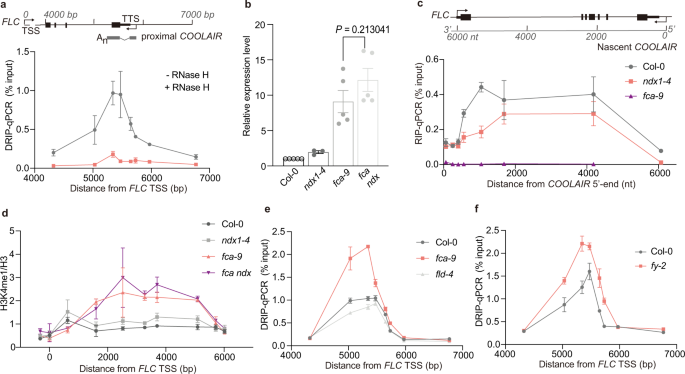 R Loop Resolution Promotes Co Transcriptional Chromatin Silencing Nature Communications