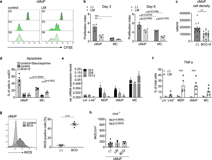 Monocyte progenitors give rise to multinucleated giant cells