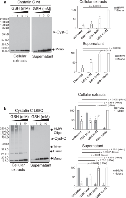 NAC blocks Cystatin C amyloid complex aggregation in a cell system and in skin of HCCAA patients | Nature Communications NAC blocks Cystatin C amyloid complex aggregation in a cell system and in skin of HCCAA patients | Nature Communications
