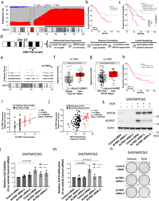 An ALYREF-MYCN coactivator complex drives neuroblastoma tumorigenesis  through effects on USP3 and MYCN stability | Nature Communications