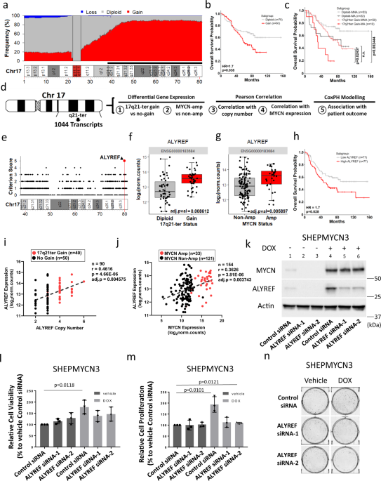 An ALYREF-MYCN coactivator complex drives neuroblastoma tumorigenesis  through effects on USP3 and MYCN stability