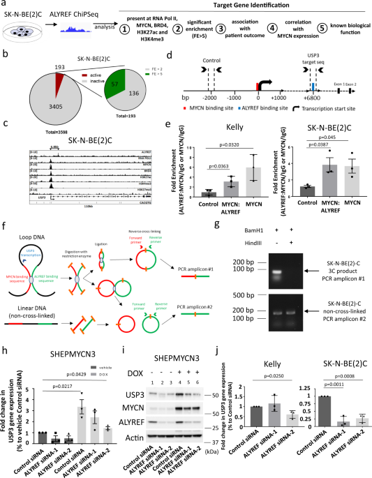 An ALYREF-MYCN coactivator complex drives neuroblastoma tumorigenesis  through effects on USP3 and MYCN stability