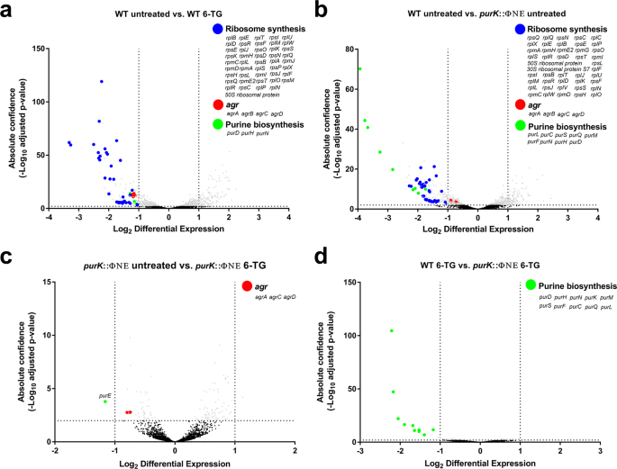 Stress-induced inactivation of the Staphylococcus aureus purine  biosynthesis repressor leads to hypervirulence