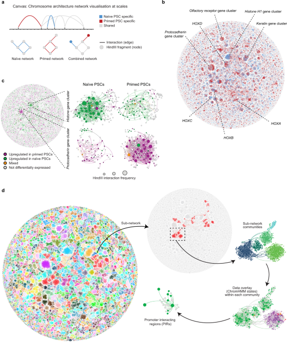 Widespread Reorganisation Of Pluripotent Factor Binding And Gene Regulatory Interactions Between Human Pluripotent States Nature Communications Widespread Reorganisation Of Pluripotent Factor Binding And Gene Regulatory Interactions Between Human Pluripotent States Nature Communications