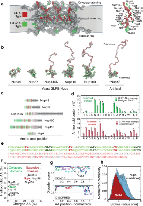 A Designer Fg Nup That Reconstitutes The Selective Transport Barrier Of The Nuclear Pore Complex Nature Communications