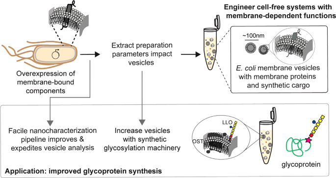 Improving cell-free glycoprotein synthesis by characterizing and enriching  native membrane vesicles | Nature Communications