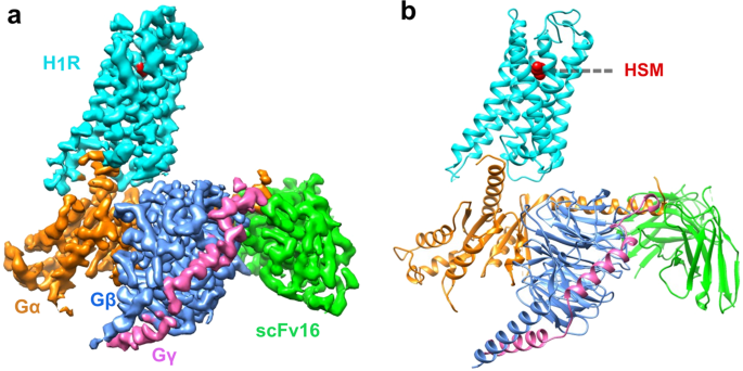 Cryo Em Structure Of The Human Histamine H1 Receptor Gq Complex Nature Communications