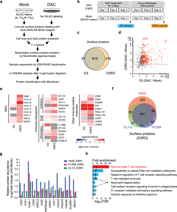 Epigenetic Modulation Of Immune Synaptic Cytoskeletal Networks Potentiates Gd T Cell Mediated Cytotoxicity In Lung Cancer Nature Communications