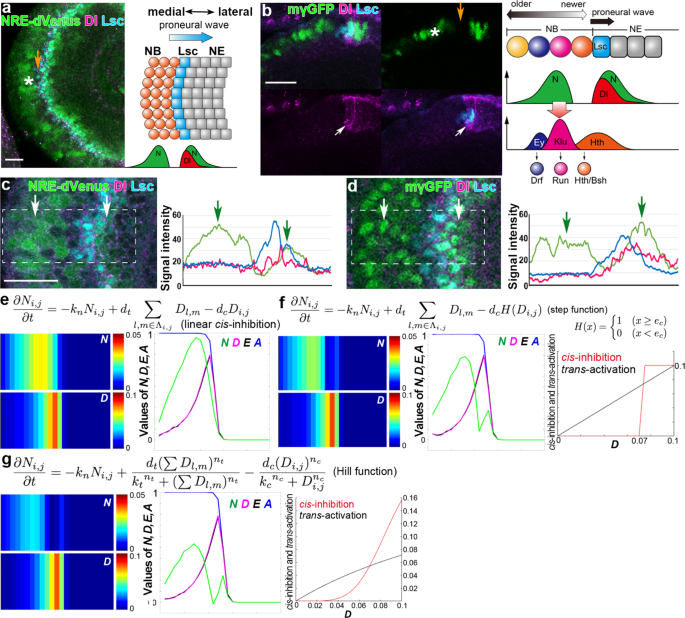 Intracellular trafficking of notch orchestrates temporal dynamics of notch activity in the fly brain