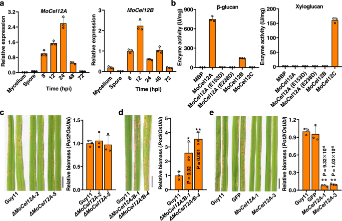 Poaceae Specific Cell Wall Derived Oligosaccharides Activate Plant Immunity Via Oscerk1 During Magnaporthe Oryzae Infection In Rice Nature Communications