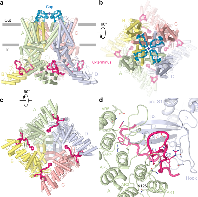 Extracellular Cap Domain Is An Essential Component Of The Trpv1 Gating Mechanism Nature Communications Extracellular Cap Domain Is An Essential Component Of The Trpv1 Gating Mechanism Nature Communications