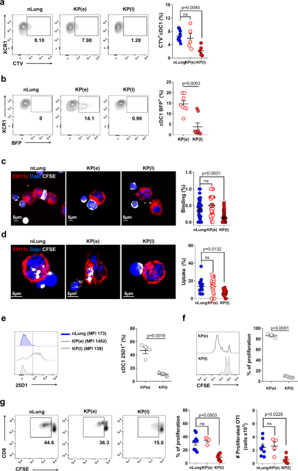 Tim4 Expression By Dendritic Cells Mediates Uptake Of Tumor Associated Antigens And Anti Tumor Responses Nature Communications