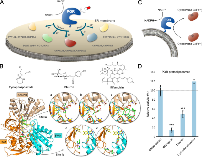 Biased cytochrome P450-mediated metabolism via small-molecule ligands  binding P450 oxidoreductase | Nature Communications