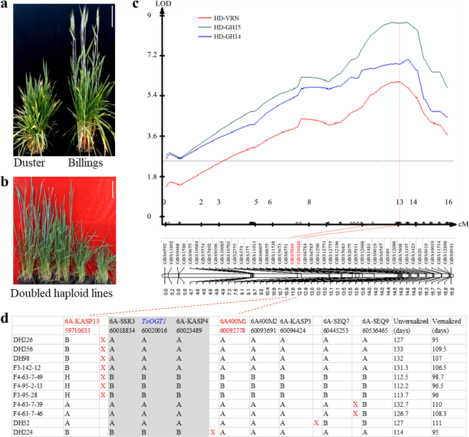 O Linked N Acetylglucosamine Transferase Is Involved In Fine Regulation Of Flowering Time In Winter Wheat Nature Communications