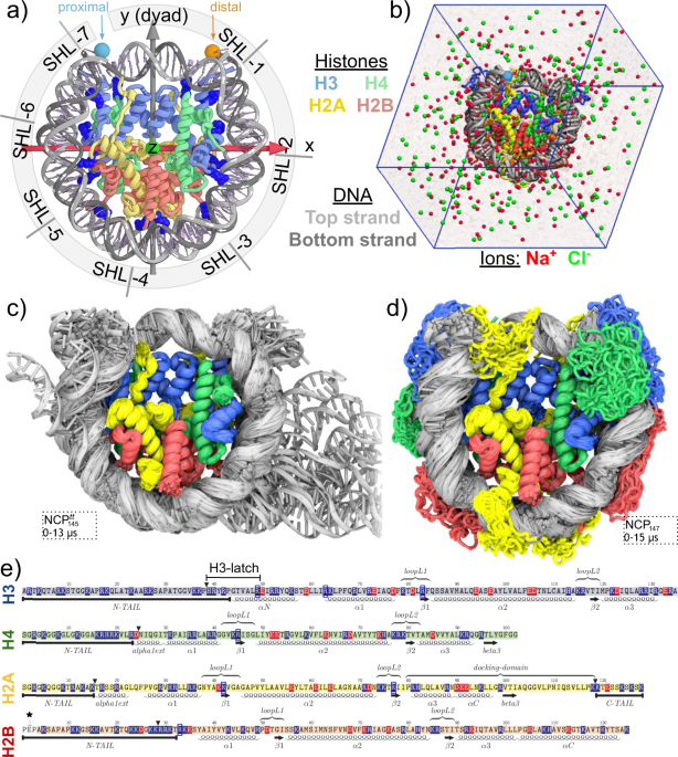 Histone dynamics mediate DNA unwrapping and sliding in nucleosomes | Nature  Communications
