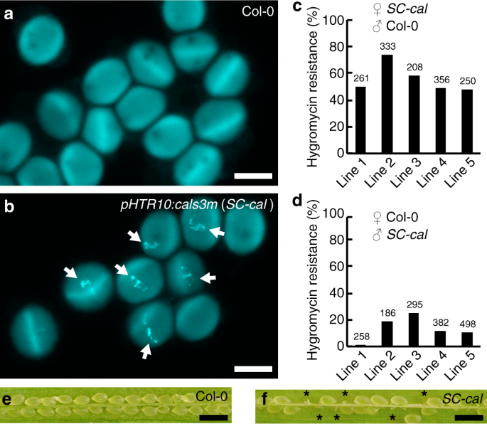 Persistent directional growth capability in Arabidopsis thaliana 