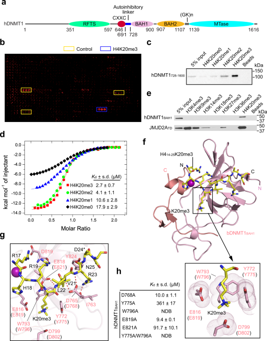 Dnmt1 Reads Heterochromatic H4kme3 To Reinforce Line 1 Dna Methylation Nature Communications