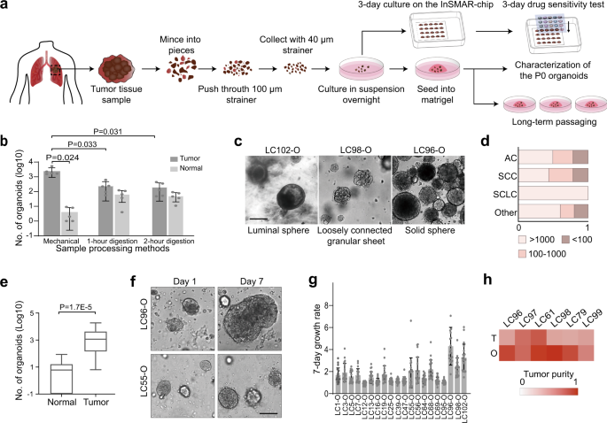Lung Cancer Organoids Analyzed On Microwell Arrays Predict Drug Responses Of Patients Within A Week Nature Communications