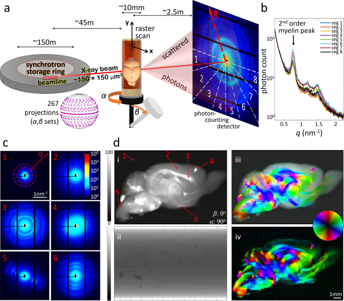 Nanostructure-specific X-ray tomography reveals myelin levels, integrity  and axon orientations in mouse and human nervous tissue | Nature  Communications