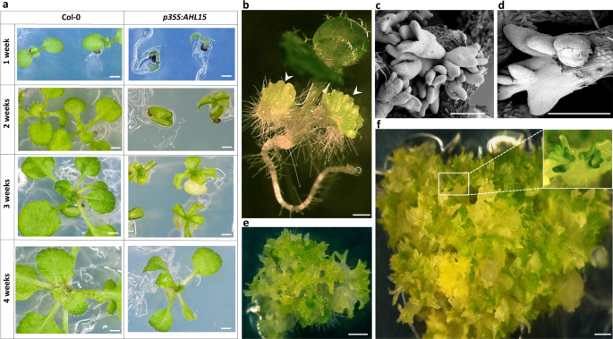 An Arabidopsis At Hook Motif Nuclear Protein Mediates Somatic Embryogenesis And Coinciding Genome Duplication Nature Communications