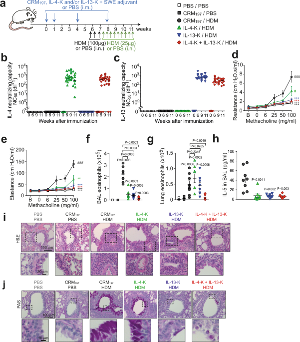 Dual Vaccination Against Il 4 And Il 13 Protects Against Chronic Allergic Asthma In Mice Nature Communications Dual Vaccination Against Il 4 And Il 13 Protects Against Chronic Allergic Asthma In Mice Nature Communications