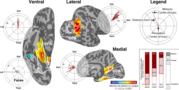 A network linking scene perception and spatial memory systems in posterior  cerebral cortex | Nature Communications