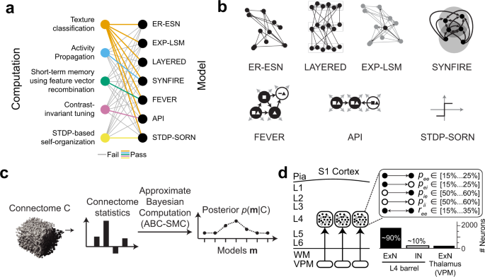Cellular Connectomes As Arbiters Of Local Circuit Models In The Cerebral Cortex Nature Communications